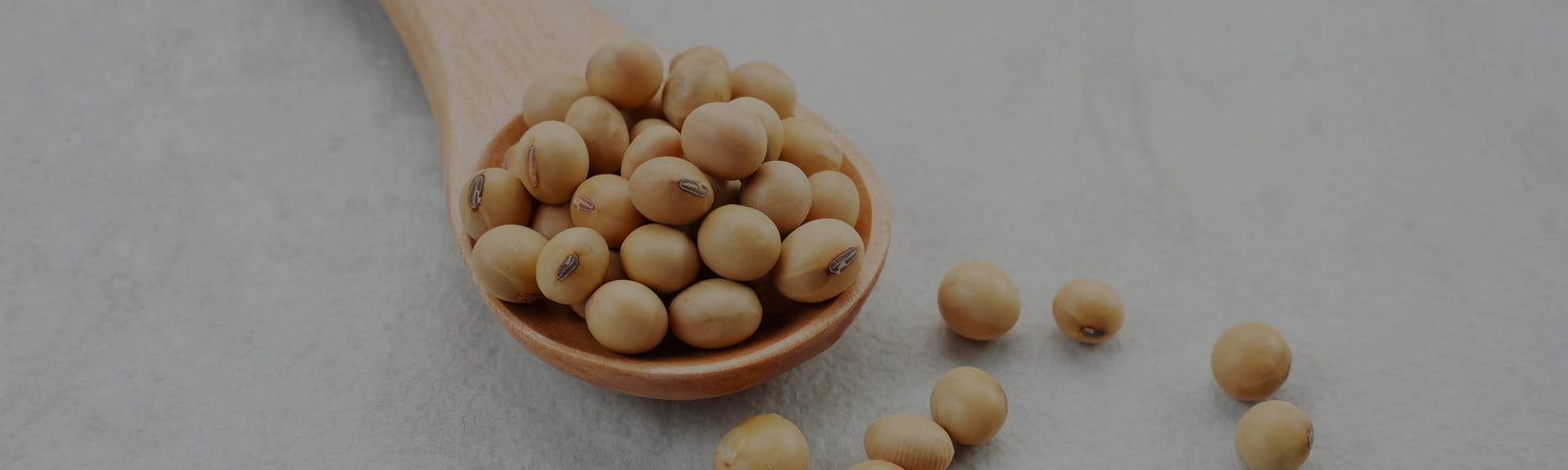 Wooden spoon filled with soybeans on a light gray background